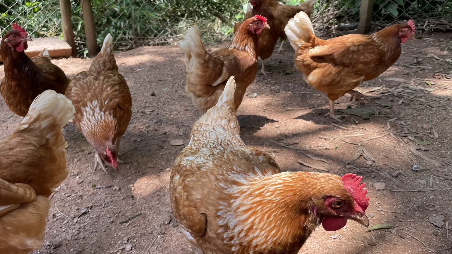 Galinhas na produção familiar do Galinheiro do Davi
