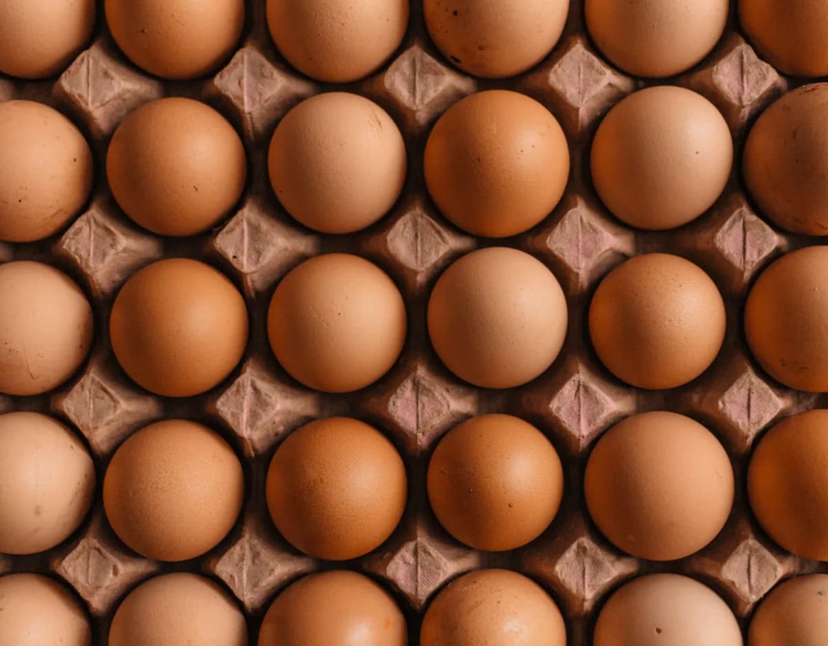 Pentes de ovos preparados para fornecimento a comércios