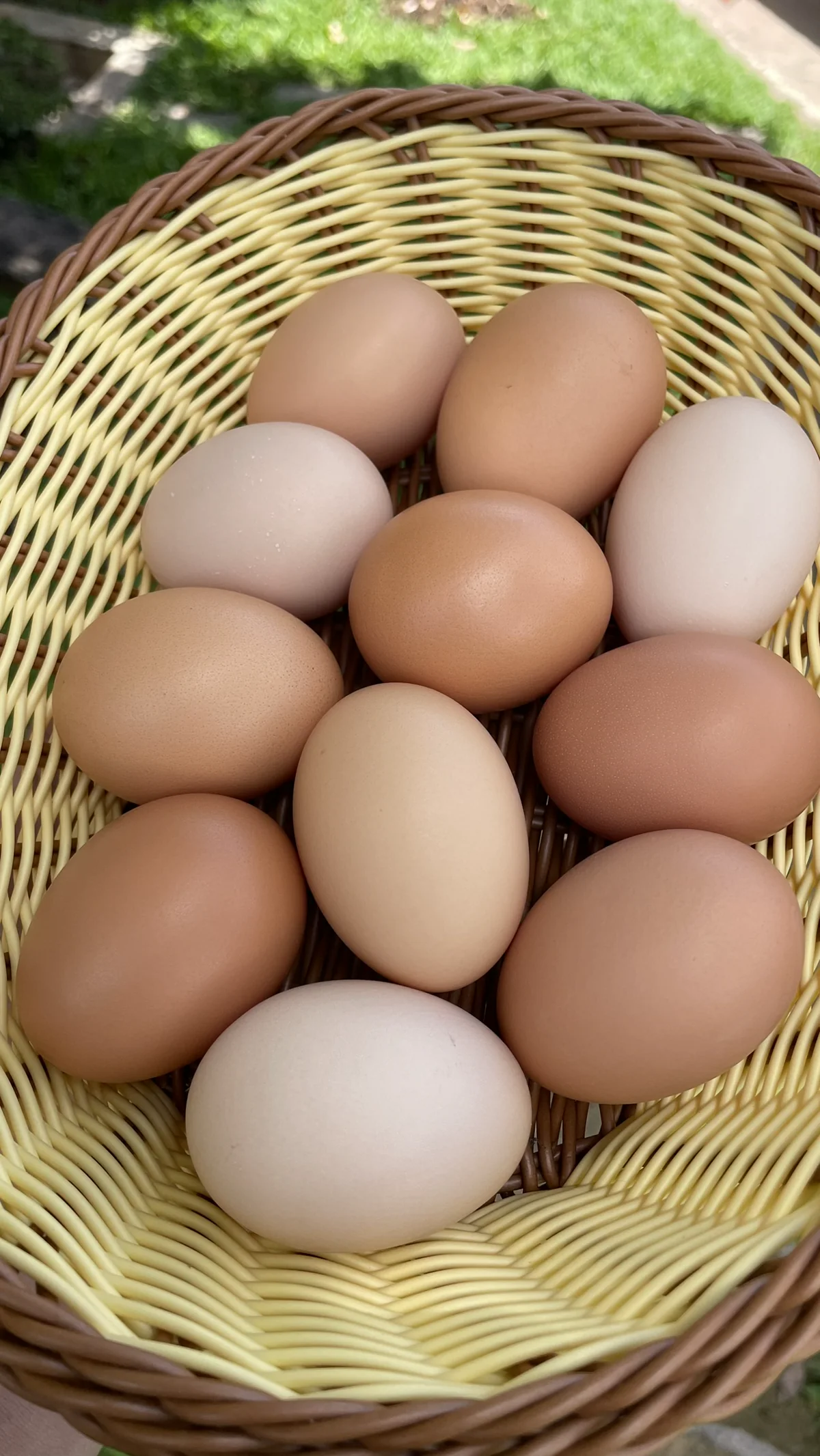 Ovos em uma cesta da produção do Galinheiro do Davi